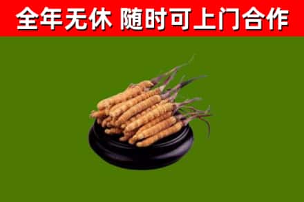 宏伟区回收冬虫夏草