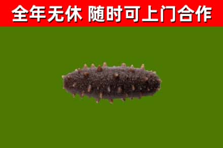 宏伟区回收海参干